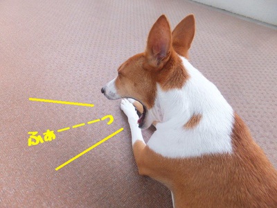 ヤギとの遭遇（＾＾）