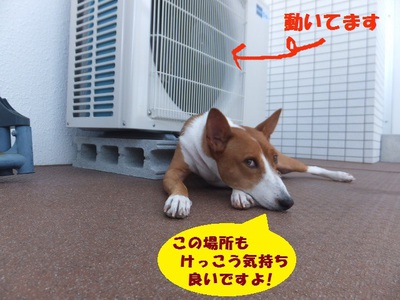 猫犬でウナギイヌ（笑）