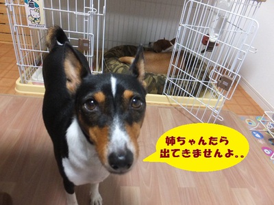 猫犬バセンジー。。