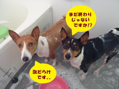 シャンプー。。