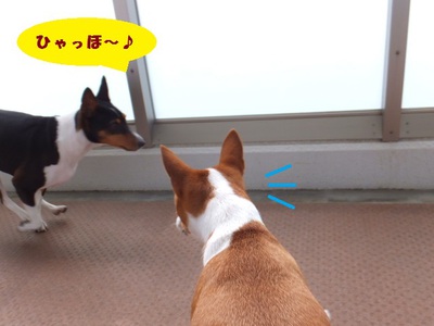 ワンって吠えないから（＾＾）