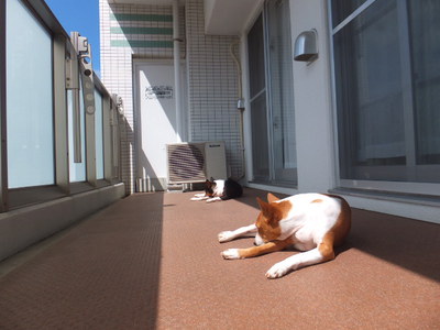 ニャンコロリン。。