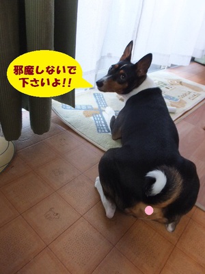 日曜日はのんびりと（＾＾）