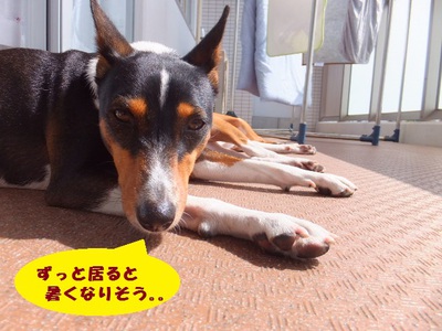 暑くなってくると。。