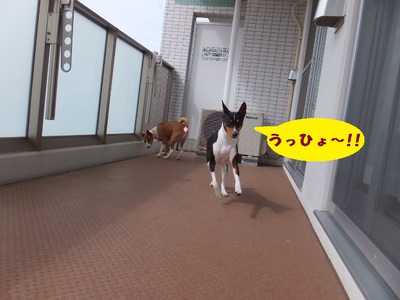 ワンって吠えないから（＾＾）