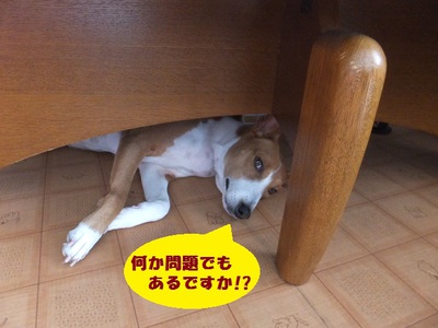 寂しがり屋で甘えん坊。。