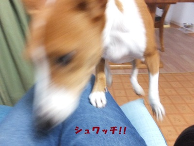 シュリの方が一枚上手（笑）