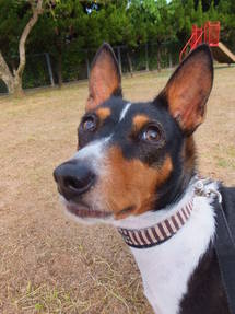 犬の習性。。