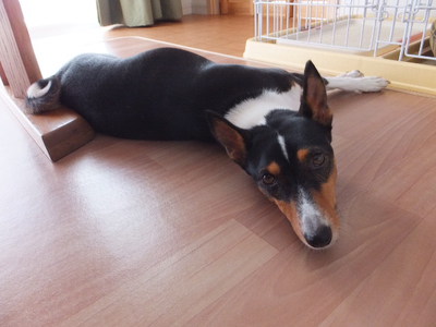 バセンジーですから・・・（笑）