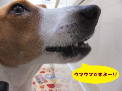 暑さに負けず食欲旺盛！！