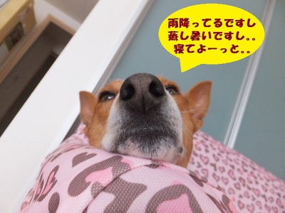 忍び寄るニャンコ。。