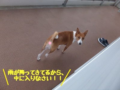 ヤギとの遭遇（＾＾）
