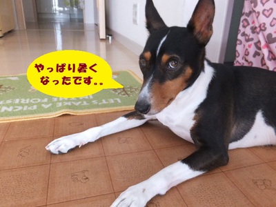 暑くなってくると。。