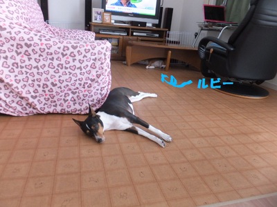 寂しがり屋で甘えん坊。。