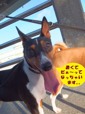 朝から暑くてキツネ顔～（＾＾）