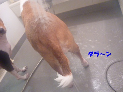 月一シャンプーでスッキリ！！