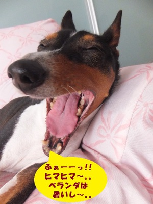 梅雨の晴れ間♪