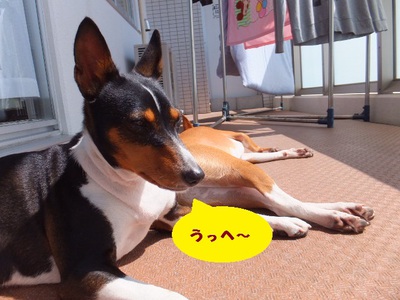 犬の習性。。