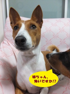 やっぱりね・・・。。