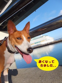 朝から暑くてキツネ顔～（＾＾）