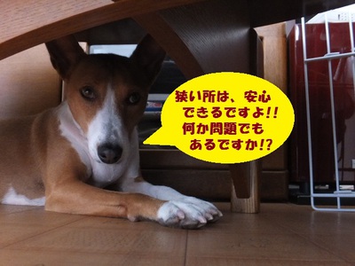 犬の習性。。