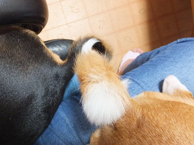 寂しがり屋で甘えん坊。。