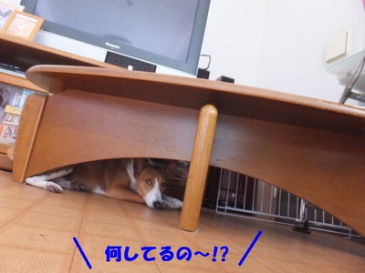 犬の習性。。