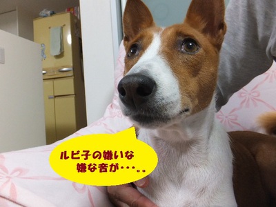 やっぱりね・・・。。