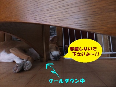 犬の習性。。