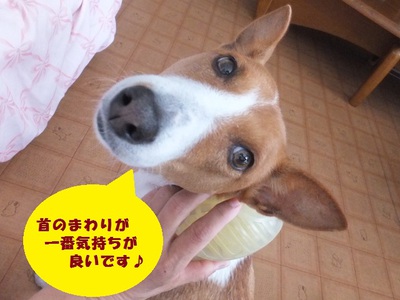 ワンって吠えないから（＾＾）