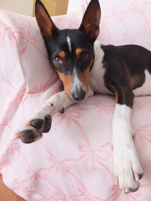犬の習性。。