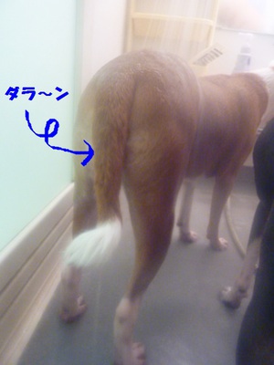 ようやくとシャンプー！！