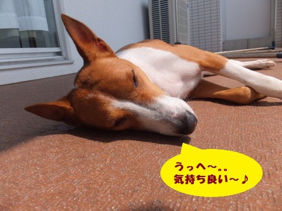 シャンプー。。