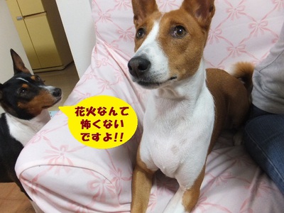 やっぱりね・・・。。