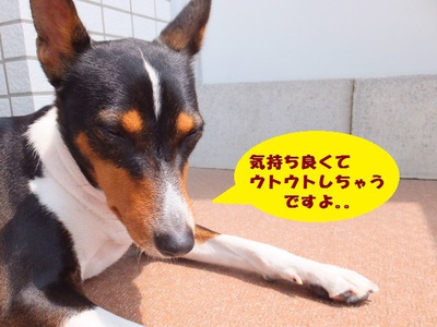 シャンプー。。