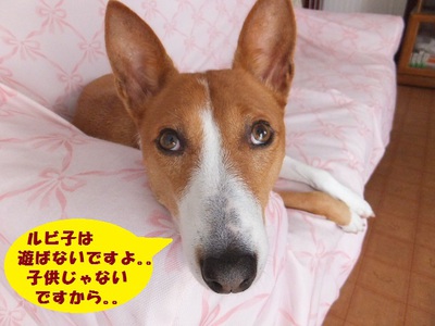 子供の日に梅雨入り～。。
