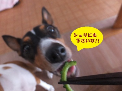 シャンプーしてゴーヤーを食べる（笑）