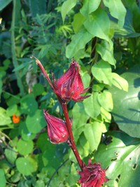 紅茶一口メモ♪