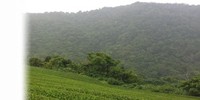 沖縄県産　農薬不使用　べにふうき緑茶　新発売いたしました。