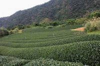 紅茶一口メモ♪