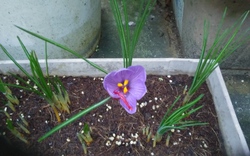 サフランの花が咲いた♪