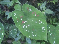 名前がわからない観葉植物 2022/09/13 14:00:00