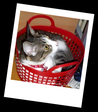 ビフォア・アフター(猫編)