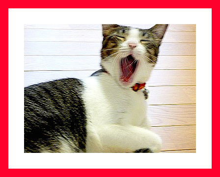 猫の日