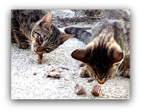 ウミャウミャ猫 2012/11/25 12:27:25