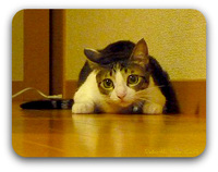 猫には見えている！？