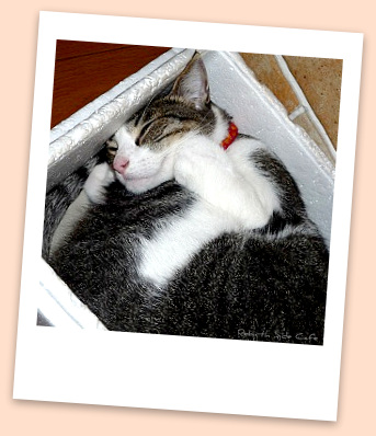 ☆ ローラ ねこ ☆