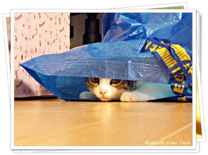 イケア 猫