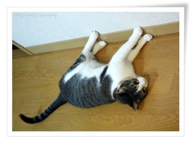 暑さで猫も壁に吸い付く
