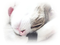 眠りに落ちる瞬間 2012/11/12 14:05:27